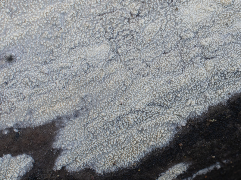 Dacryobolus sudans Dacryobolus sudans